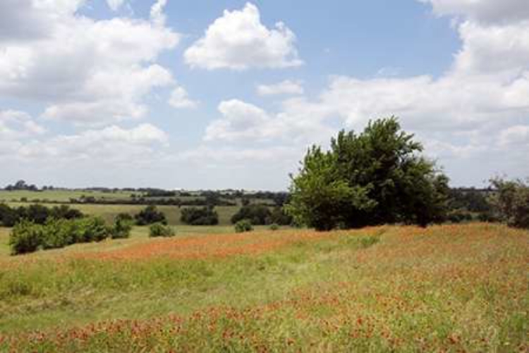 Picture of A FIELD OF WILDFLOWERS NEAR CHAPPEL HILL IN AUSTIN COUNTY, TX, 2014