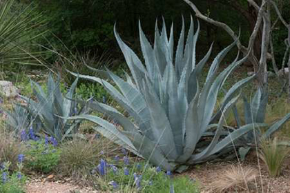 Picture of AGAVE AND BLUEBONNETS AT THE LADY BIRD JOHNSON WILDFLOWER CENTER, NEAR AUSTIN, TX