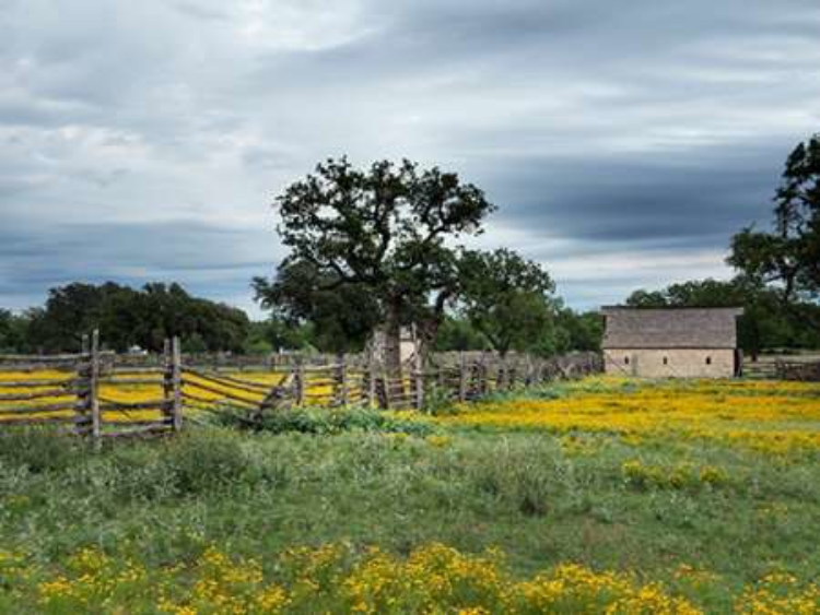 Picture of A BEAUTIFUL WILDFLOWER ARRAY IN A MEADOW IN JOHNSON CITY, TX