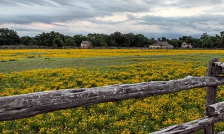 Picture of VIVID FIELD OF WILDFLOWERS IN THE LYNDON B. JOHNSON NATIONAL HISTORICAL PARK IN JOHNSON CITY, TX