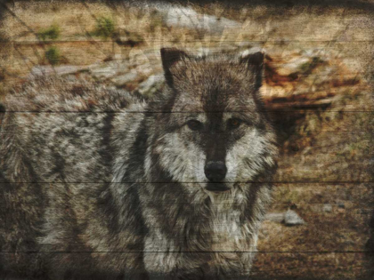 Picture of ALFA WOLF