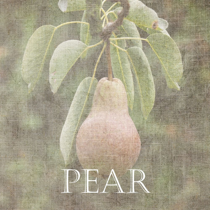 Picture of PEAR