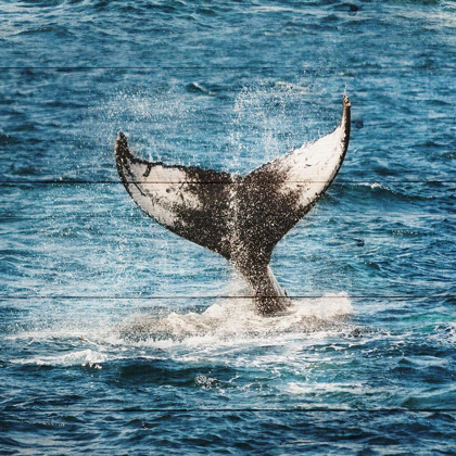 Picture of TAILS OF THE WHALE