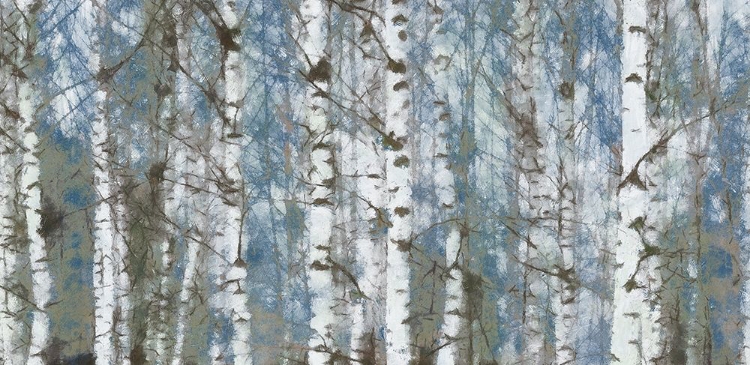 Picture of BIRCH SCAPE