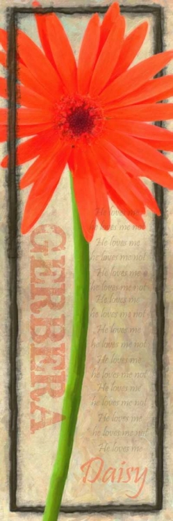 Picture of GERBERA DAISY