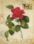 Picture of VINTAGE PARIS ROSE II