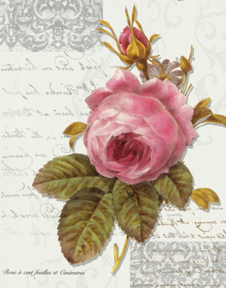 Picture of ROSE ON SCROLL I