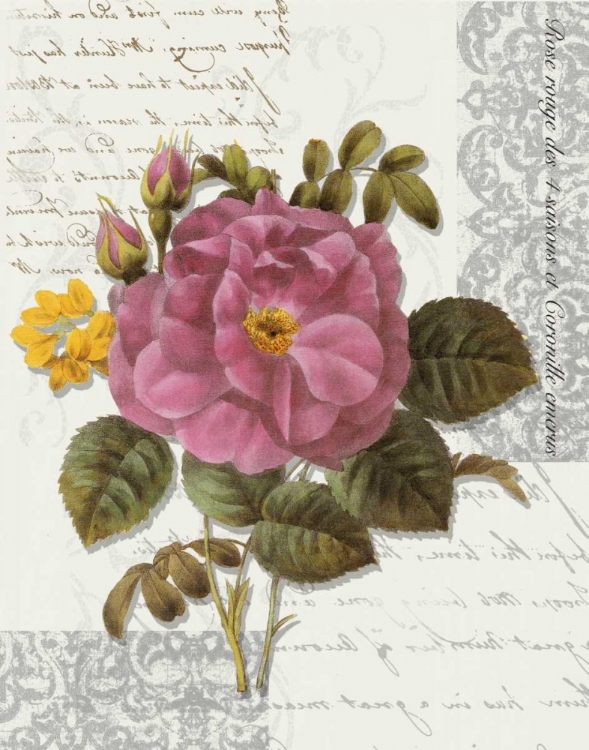 Picture of ROSE ON SCROLL II