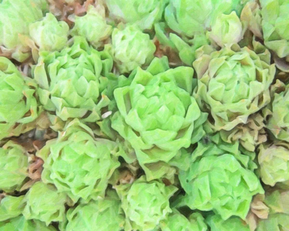 Picture of ABSTRACT SUCCULENT