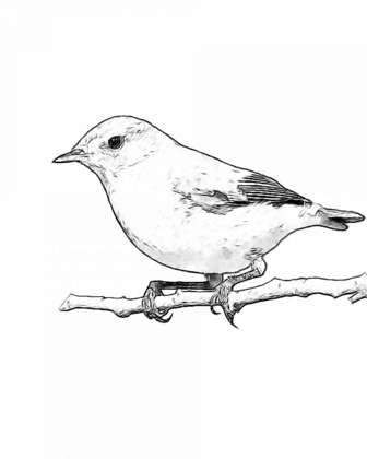 Picture of SKETCH BIRD I