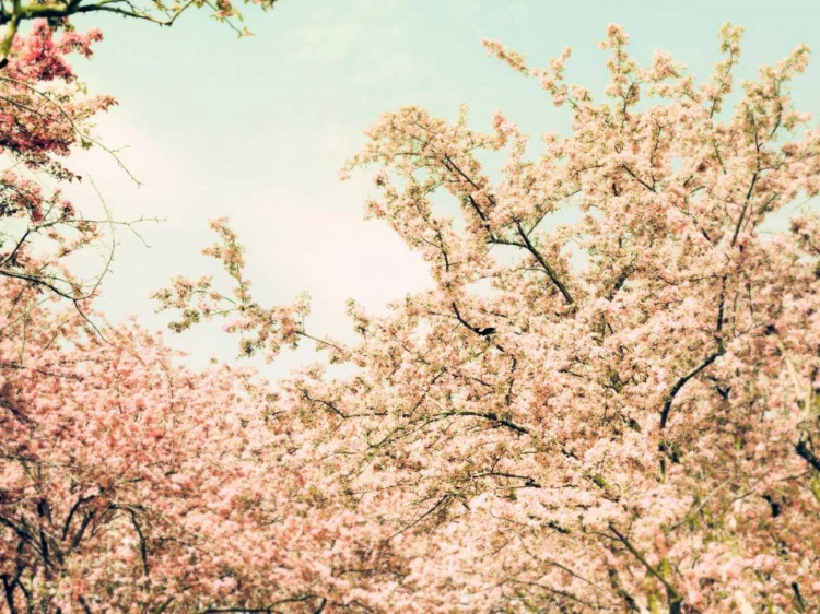 Picture of CREAM APPLE BLOSSOMS