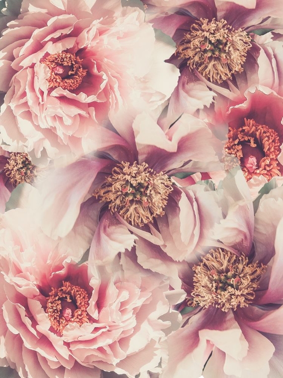 Picture of VINTAGE PEONIES 3