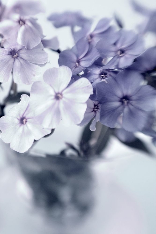 Picture of VIOLET HYDRANGEA 