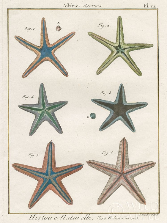 Picture of HISTOIRE NATURELLE STARFISH I