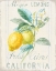 Picture of FLOURSACK LEMON II