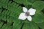 Picture of BUNCHBERRY AND FERNS II COLOR