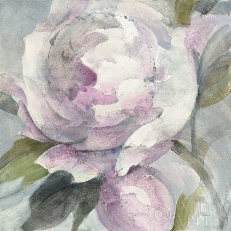 Picture of TWILIGHT PEONY