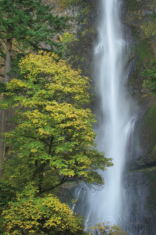 Picture of MULTNOMAH FALLS COLOR