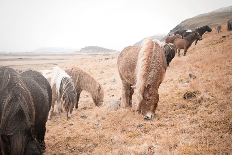 Picture of HORSES OF HOFN II