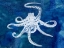 Picture of CEPHALOPOD II