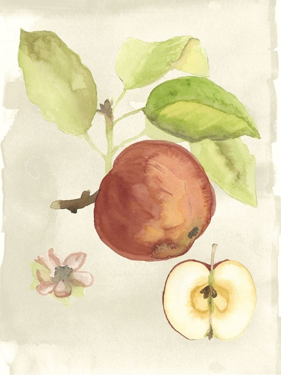 Picture of CUSTOM WATERCOLOR FRUIT IV (ASH)