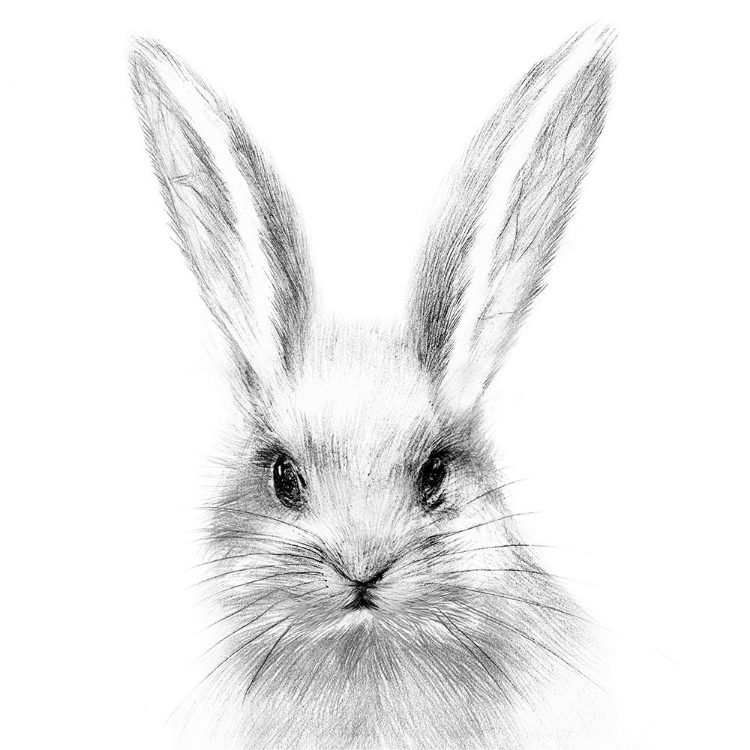 Picture of WHITE RABBIT