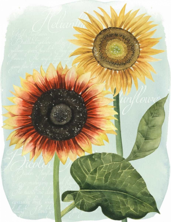 Picture of SUNFLOWER STUDY I