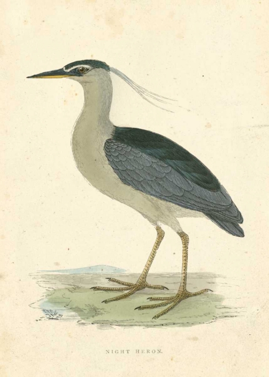 Picture of VINTAGE NIGHT HERON 