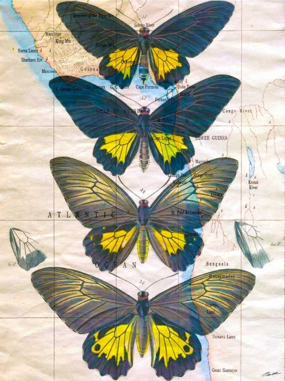 Picture of BUTTERFLY MAP II