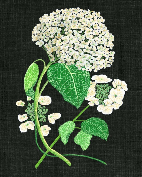 Picture of WHITE HYDRANGEA STUDY II