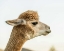 Picture of ALPACA PORTRAIT I