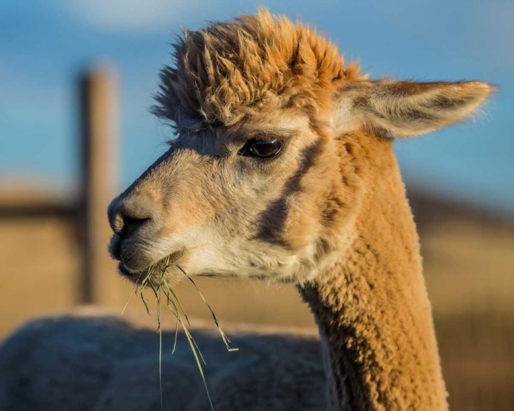 Picture of ALPACA PORTRAIT VI