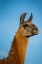 Picture of LLAMA PORTRAIT IV