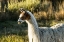 Picture of LLAMA PORTRAIT VI