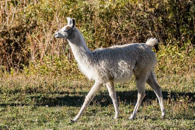 Picture of LLAMA PORTRAIT X