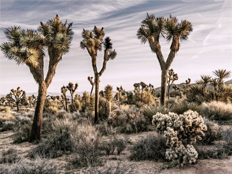 Picture of VIEWS OF JOSHUA TREE IX