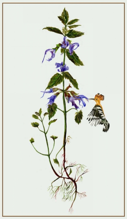 Picture of SALVIA MILTIORRHIZA II