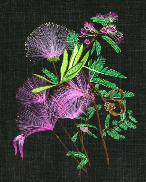 Picture of CALLIANDRA SURINAMENSIS II