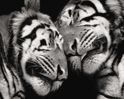 Picture of SLEEPING TIGERS