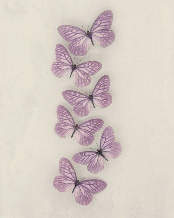 Picture of LILAC BUTTERFLIES