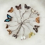 Picture of BUTTERFLY HARMONY