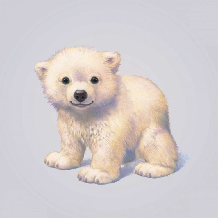 Picture of POLAR BEAR