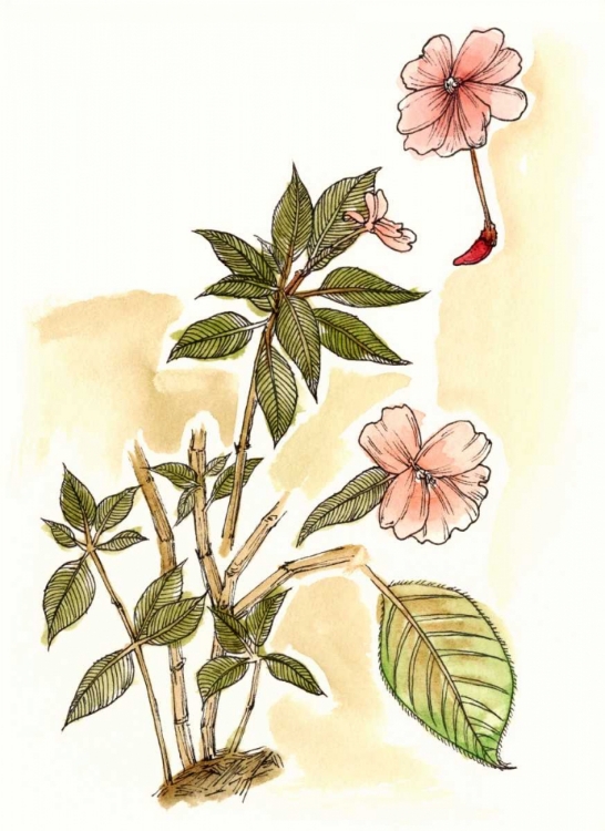 Picture of IMPATIENS STUDY