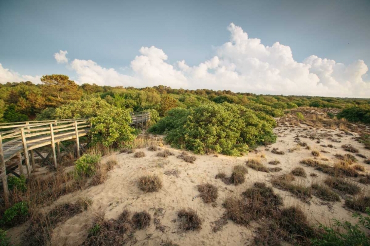 Picture of FIRST LANDING DUNES I