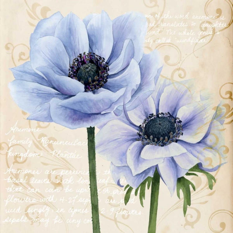 Picture of ELEGANT ANEMONE I