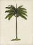 Picture of BRITISH PALMS IV