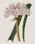 Picture of CRINIUM LILY I