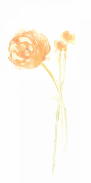 Picture of BOUQUET BLUSH IV