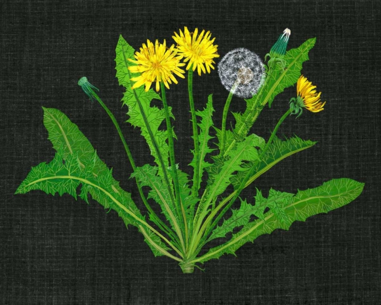 Picture of WILD DANDELION II