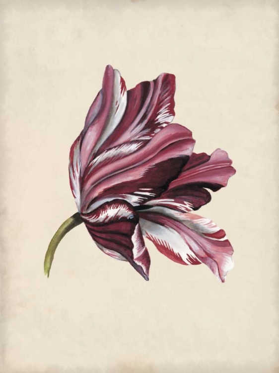 Picture of ANTIQUE TULIP STUDY III